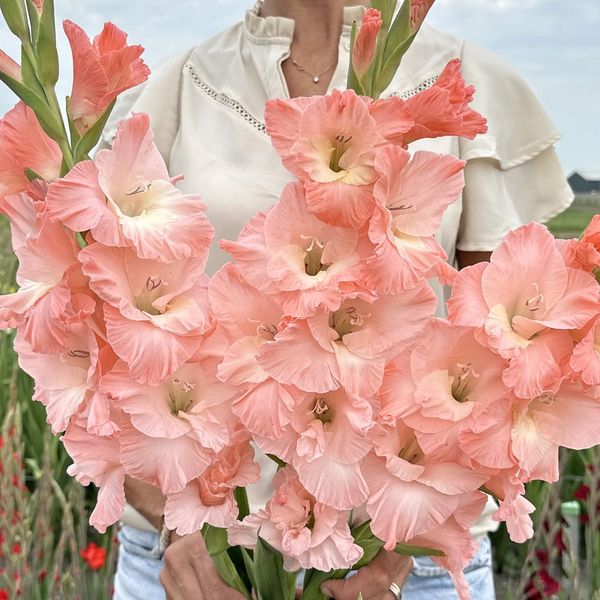 Hovedbilde Gladiol 'Karma' - Gladiolus, 10 stk.