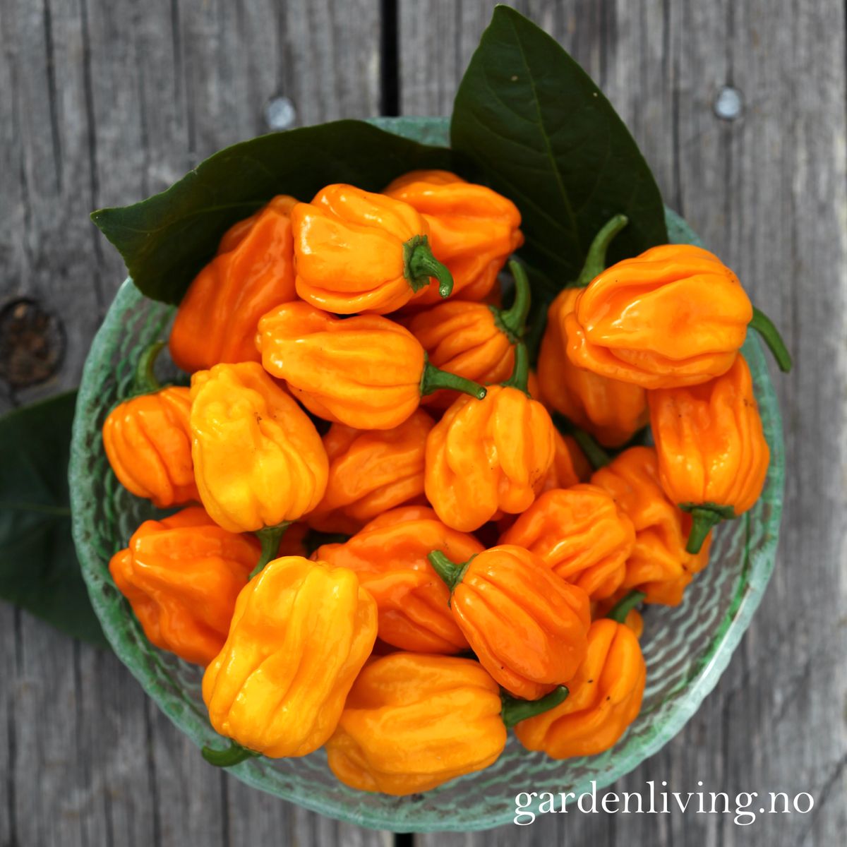 Chilipepper 'NuMex Suave Orange' - Capsicum chinense