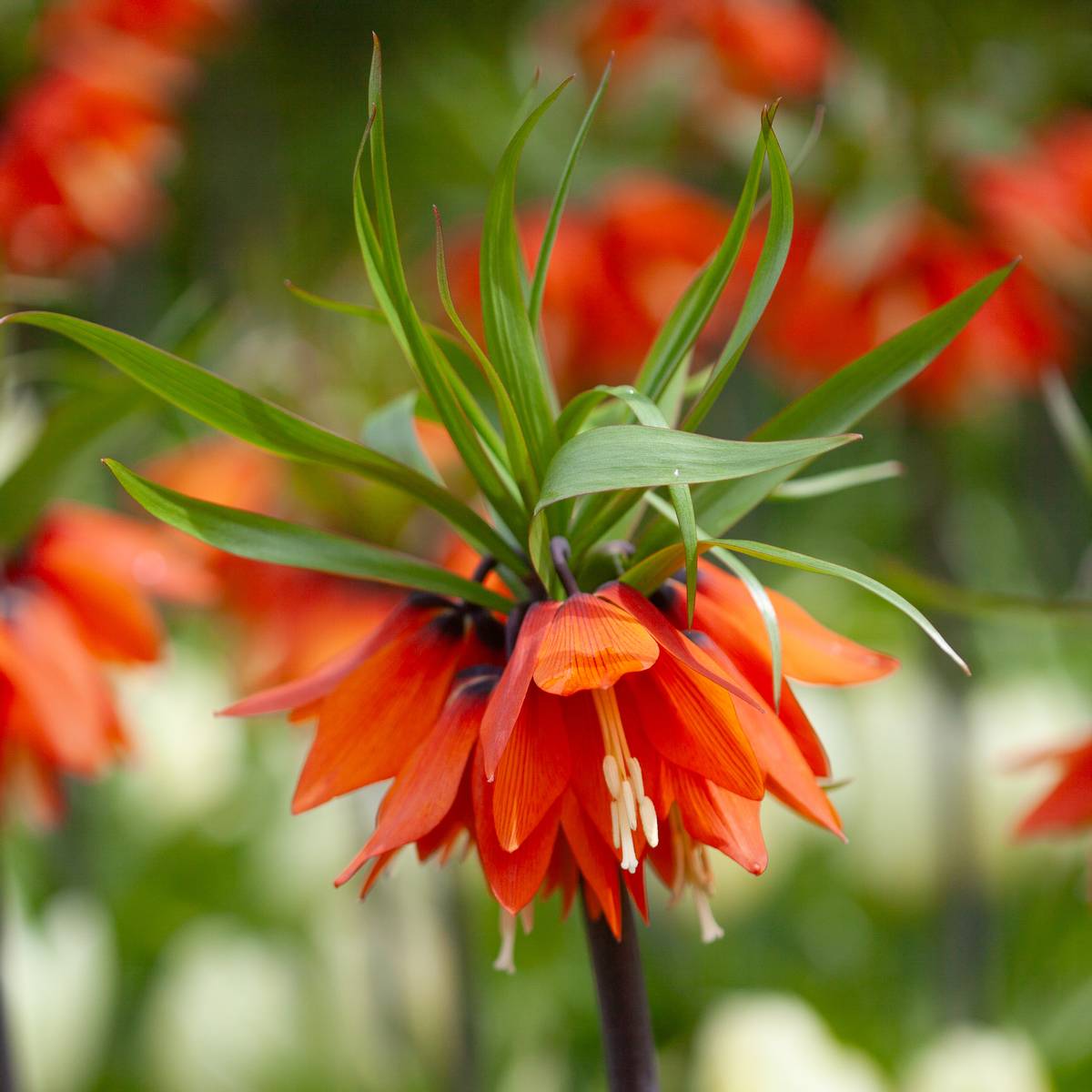 Keiserkrone 'Aurora' - Fritillaria imperialis - 1 stk