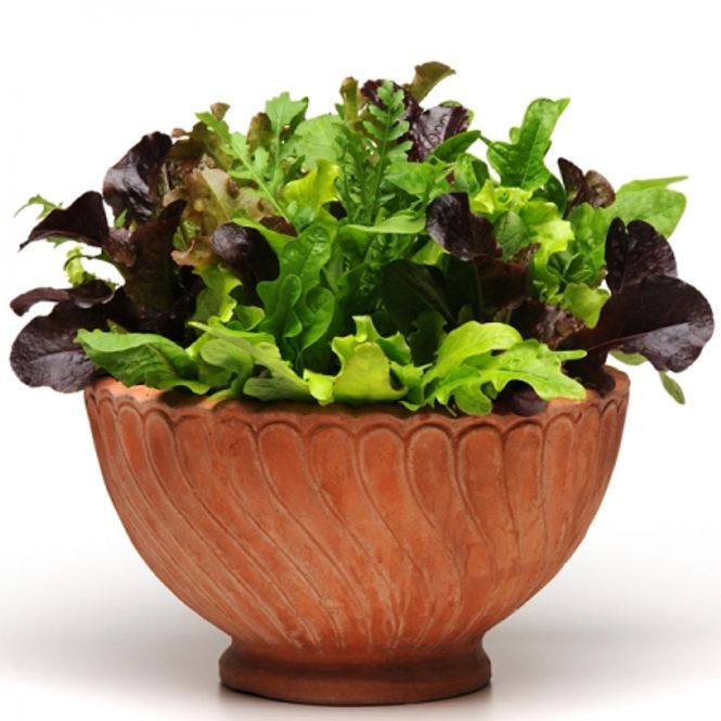Hovedbilde Bladsalat 'Alfresco Mix' 