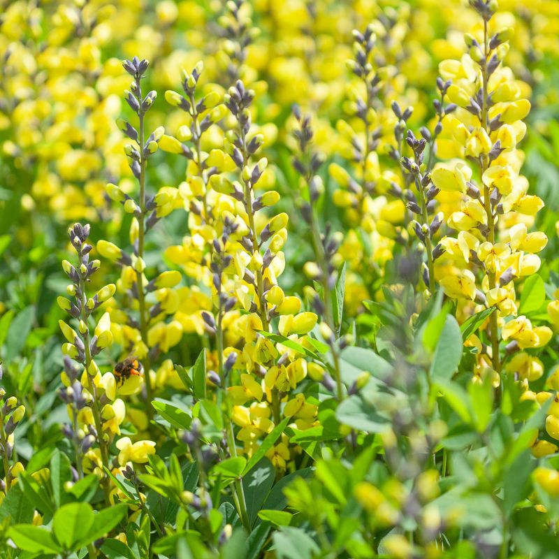 Fargeskolm 'Lemon Meringue' - Baptisia