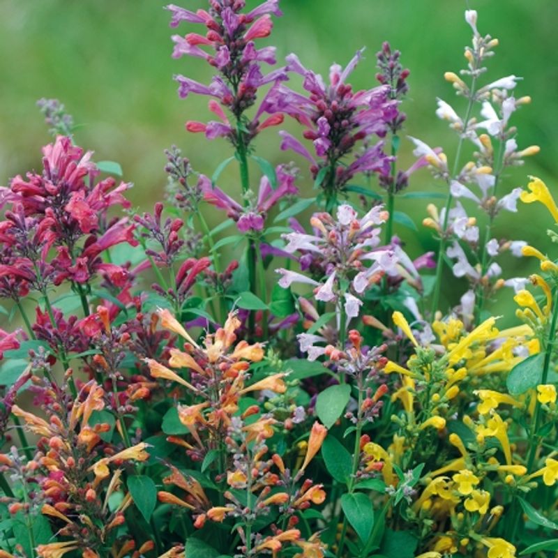 Anisisop 'Fragrant Carpet' - Agastache 