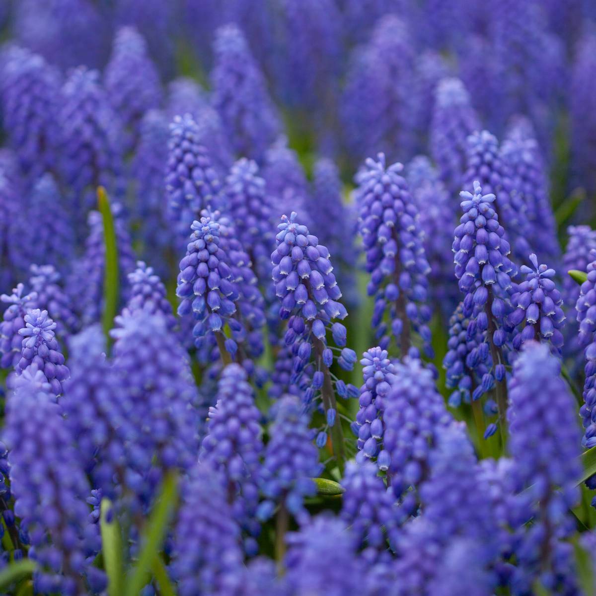 Armeniaperleblomst - Muscari armeniacum - 20 stk