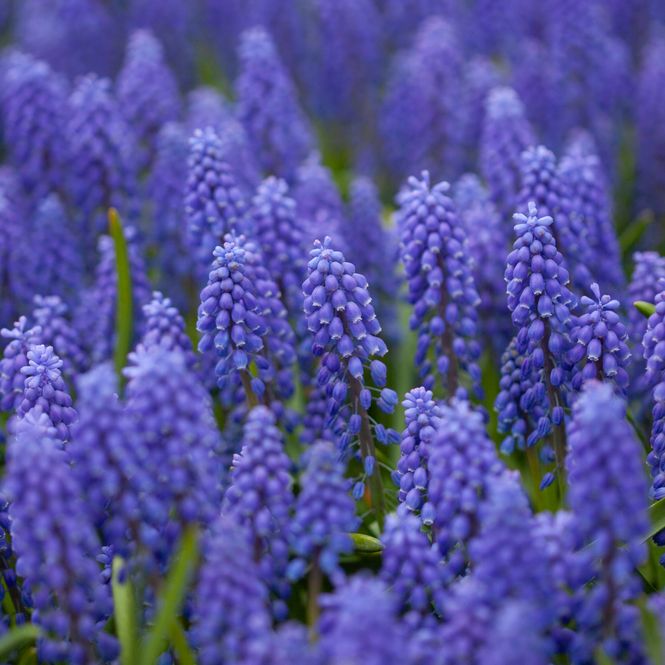 Hovedbilde Armeniaperleblomst - Muscari armeniacum - 20 stk