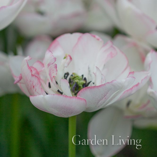 Hovedbilde Tulipan 'Wild Romance', Dobbel tidlig - 3 stk