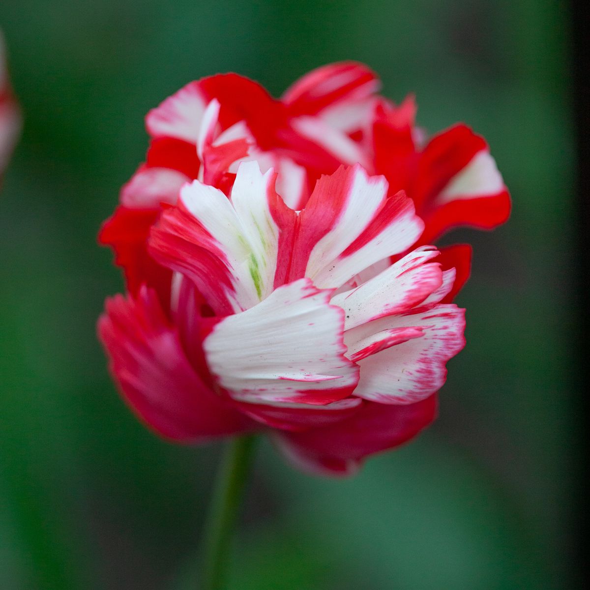 Tulipan 'Estella Rijnveld’, papegøyeblomstrende - 8 stk