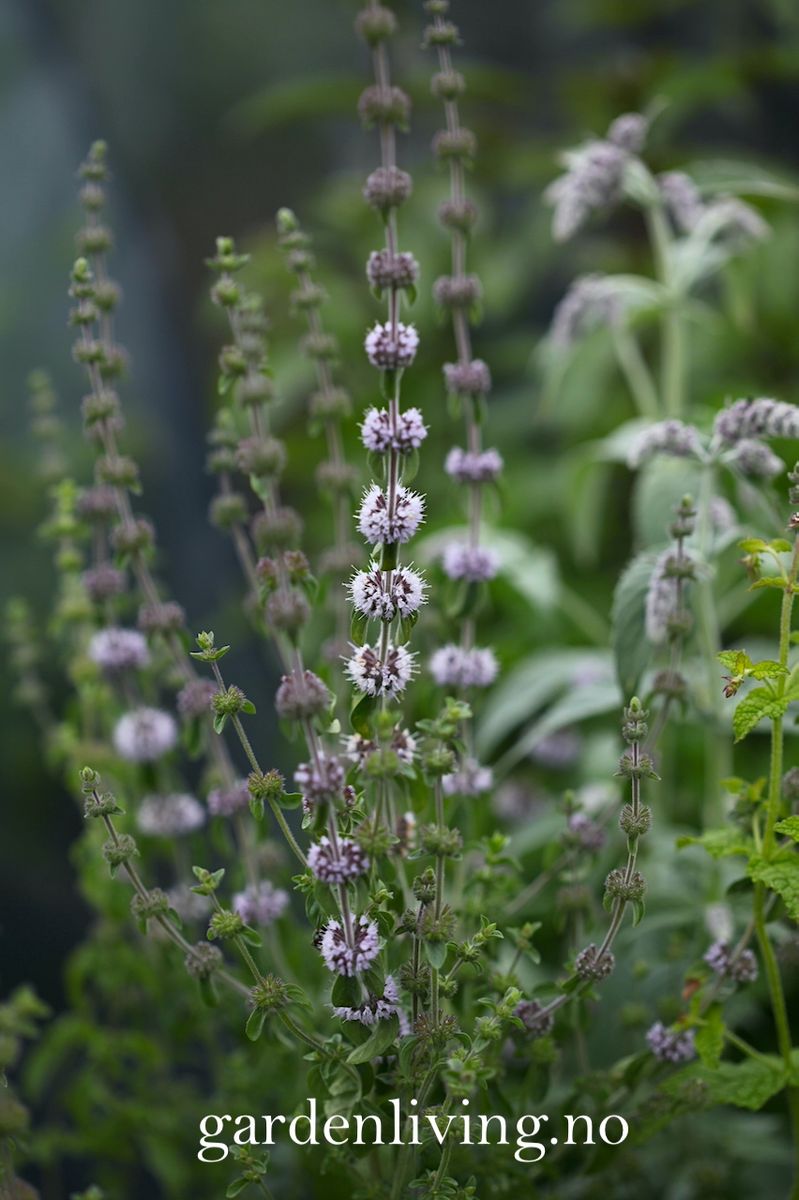 Poleimynte -  Mentha pulegium