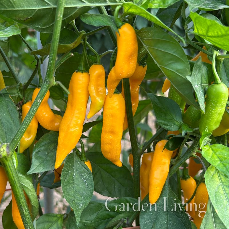 Chilipepper 'Naga Yellow' - Capsicum chinense
