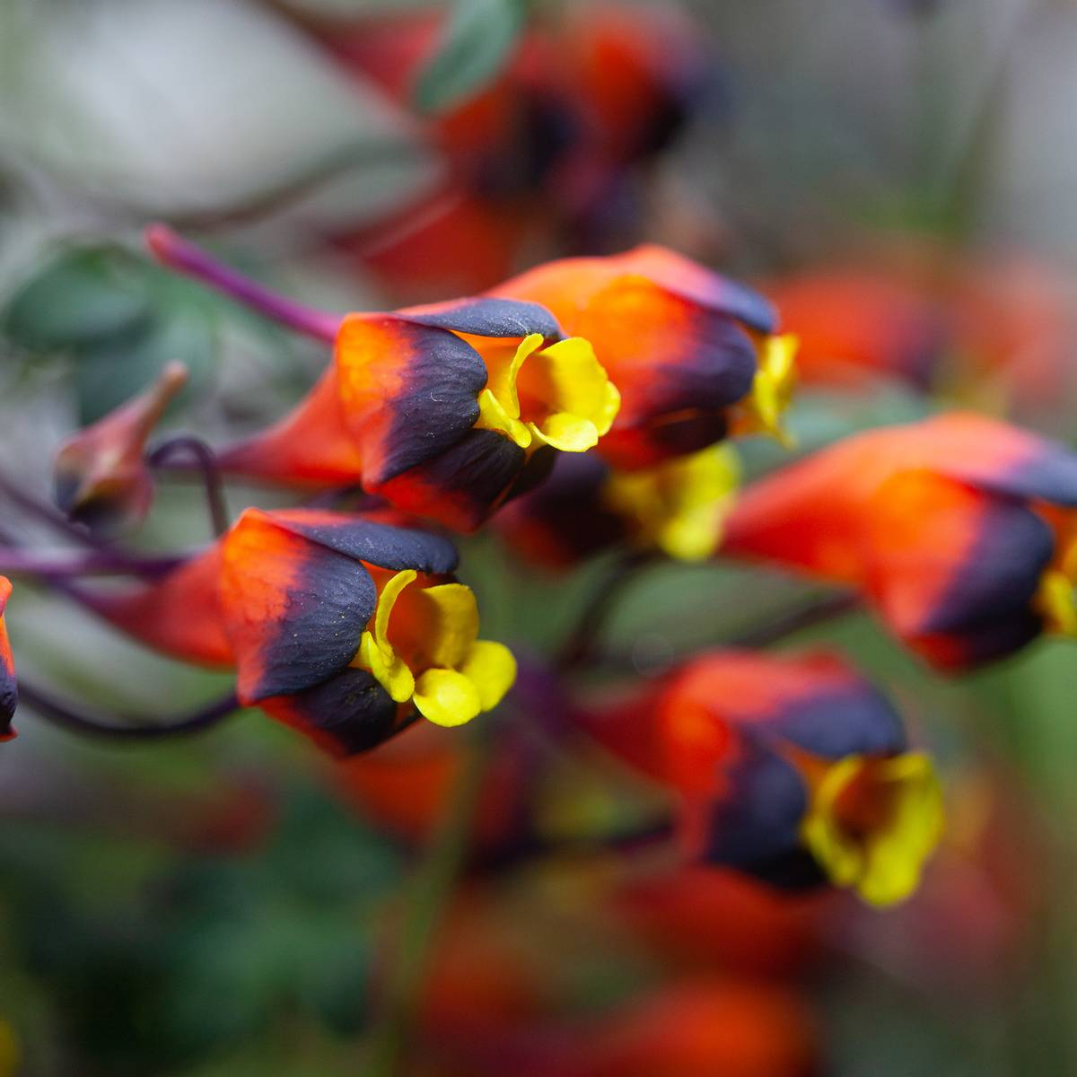 Tropaeolum tricolor - 1 stk