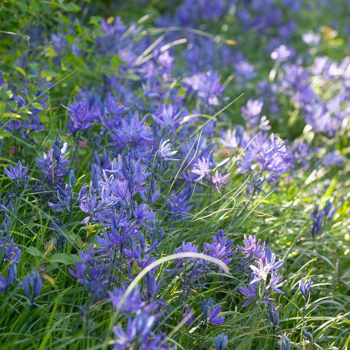 Bjørnestjerne -  Camassia quamash - 10 stk
