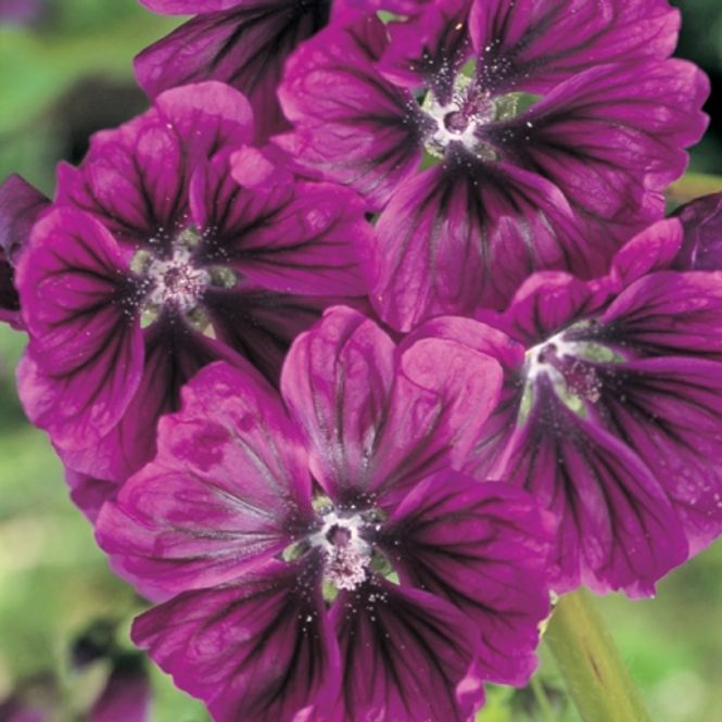 Hovedbilde Apotekerkattost 'Mauritanicus' - Malva sylvestris