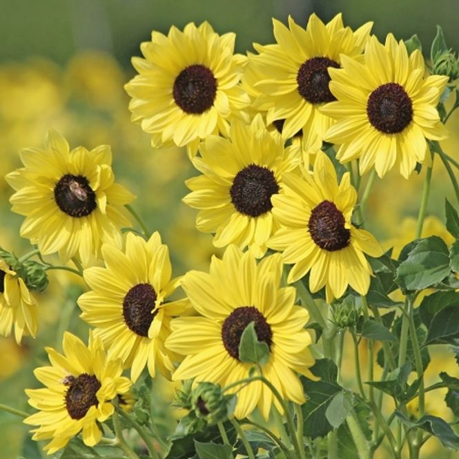 Hovedbilde Solsikke 'Soluna Lemon' - Helianthus annuus