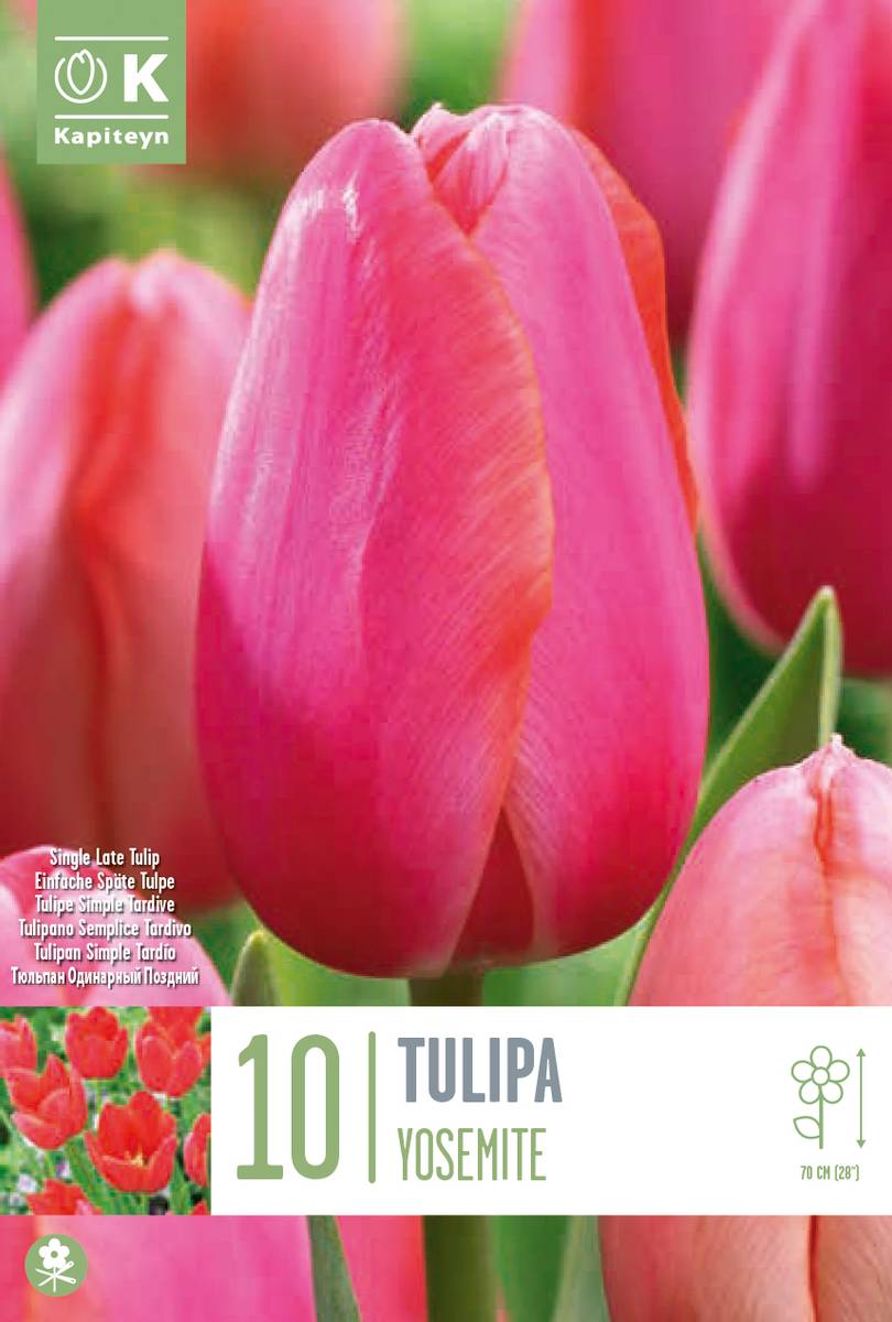 Tulipan 'Yosemite’, sen enkel - 10 stk
