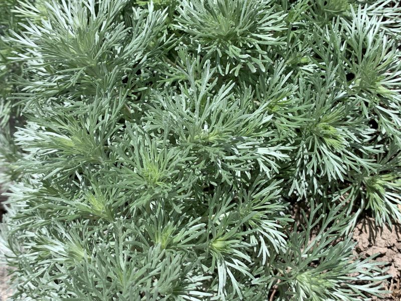 Krypmalurt 'Nana' - Artemisia schmidtiana 