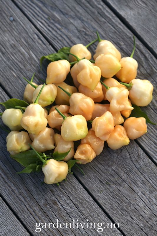 Chilipepper 'Sugar Rush Peach Bell' - Capsicum baccatum