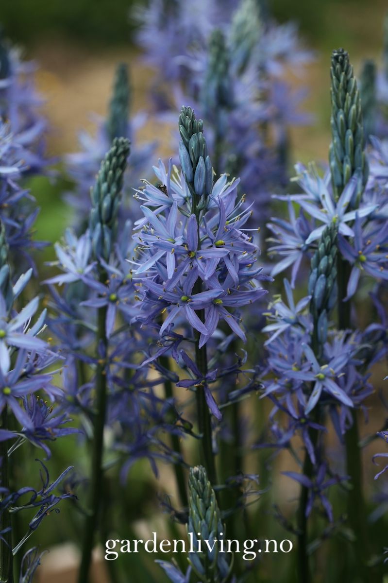 Bjørnestjerne 'Blue Candle’ - Camassia lei. - 1 stk