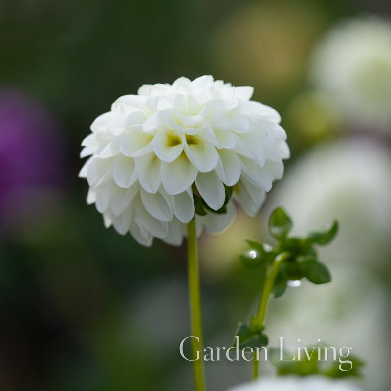 Georgine 'White Aster' - Dahlia x cultorum, 1 stk.
