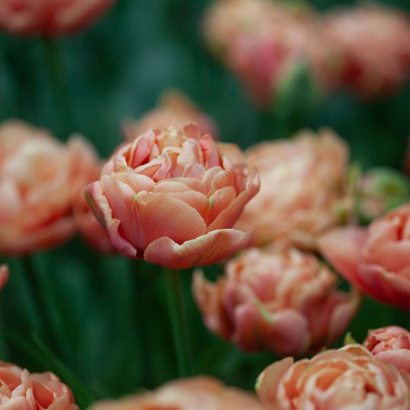 Tulipan 'Copper Image', Sen dobbel' - 5 stk