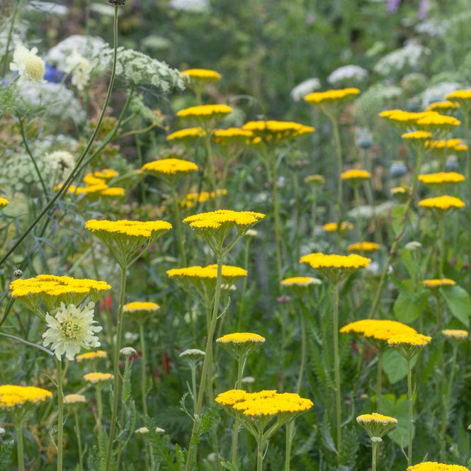 Hovedbilde Praktryllik 'Gold Plate' - Achillea filipendulina