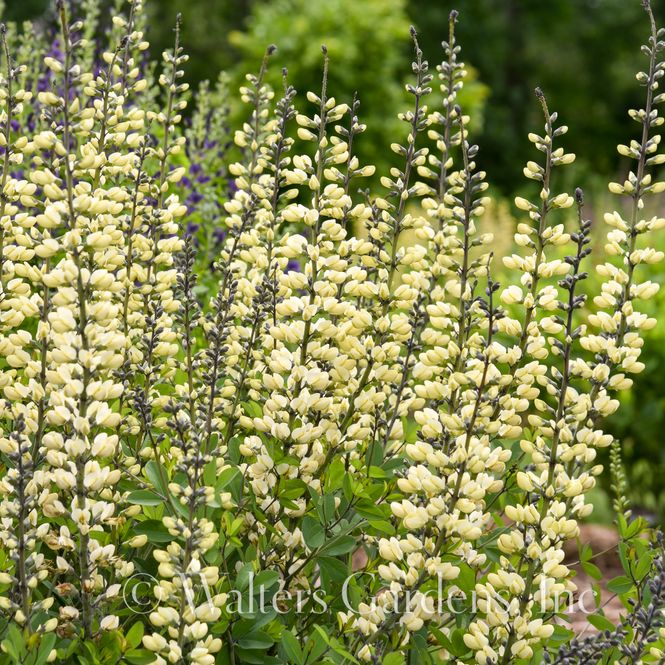 Hovedbilde Fargeskolm 'Vanilla Cream' ® - Baptisia