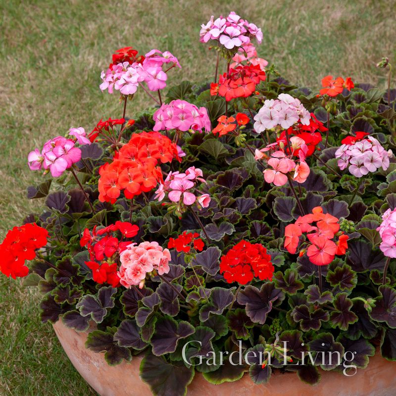 Pelargonium 'Horizon Shadow Mixed' F1