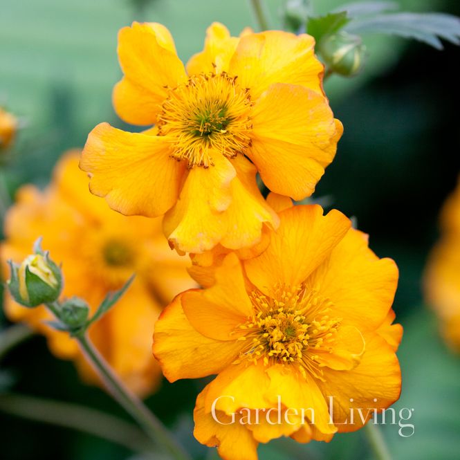 Hovedbilde Hagehumleblom 'Lady Stratheden' - Geum