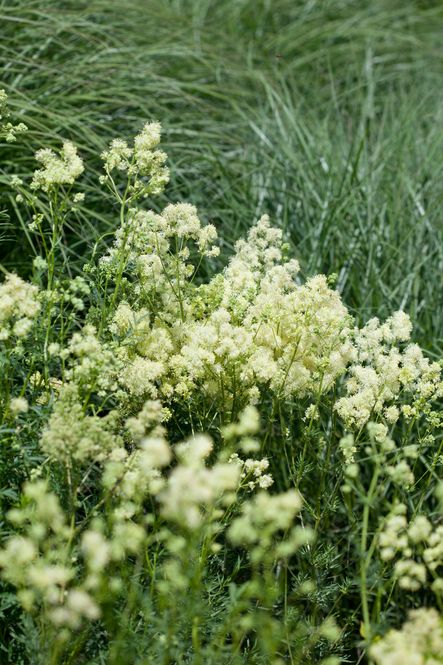 Hovedbilde Thalictrum lucidum