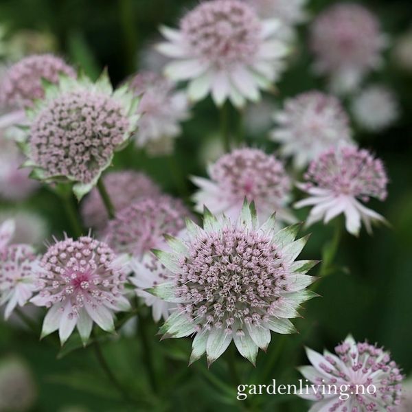 Hovedbilde Storstjerneskjerm 'Buckland' - Astrantia major