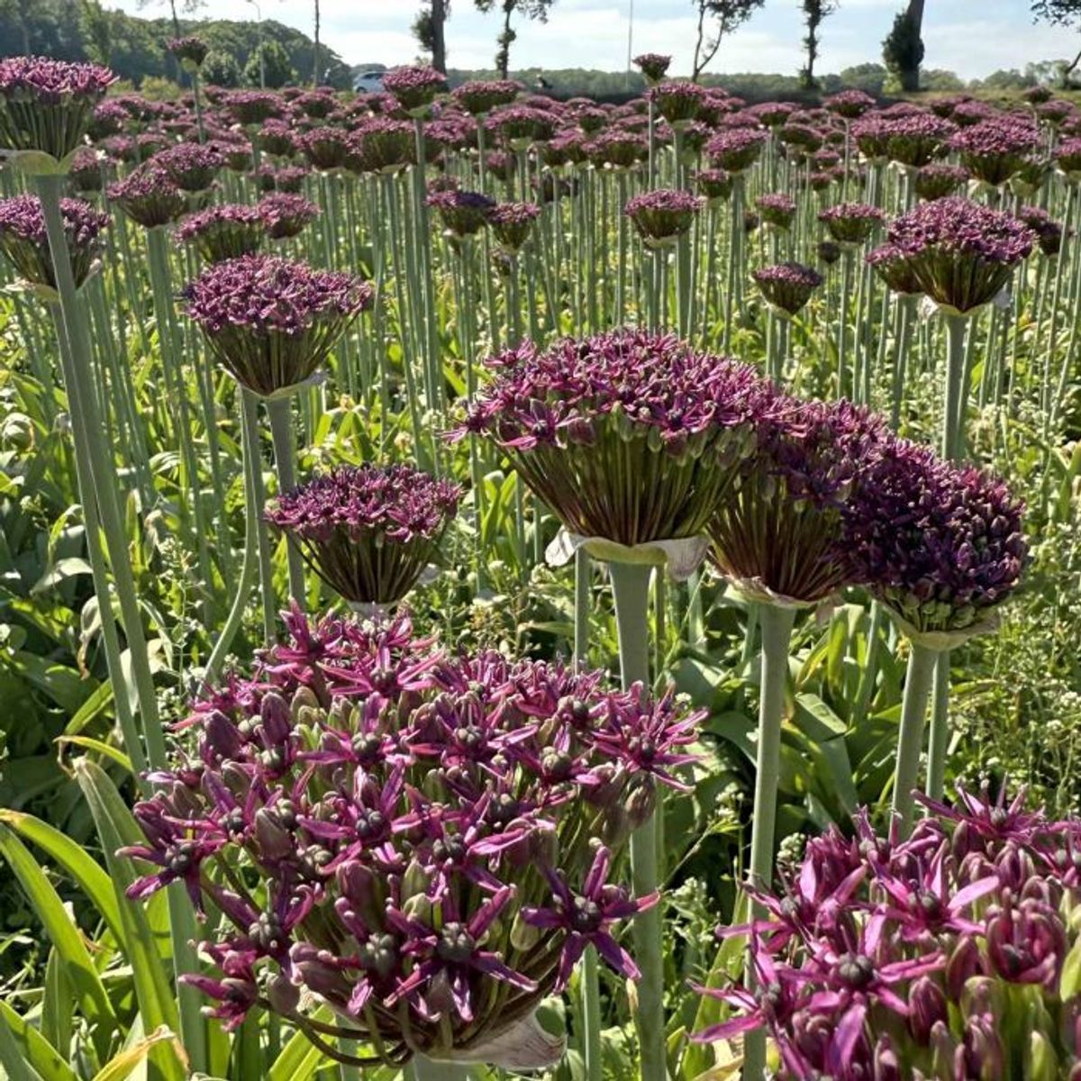 Prydløk 'Magic' - Allium - 10 stk