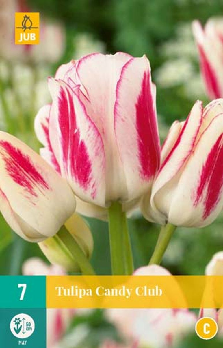 Tulipan 'Candy Club', bukett tulipan - 7 stk