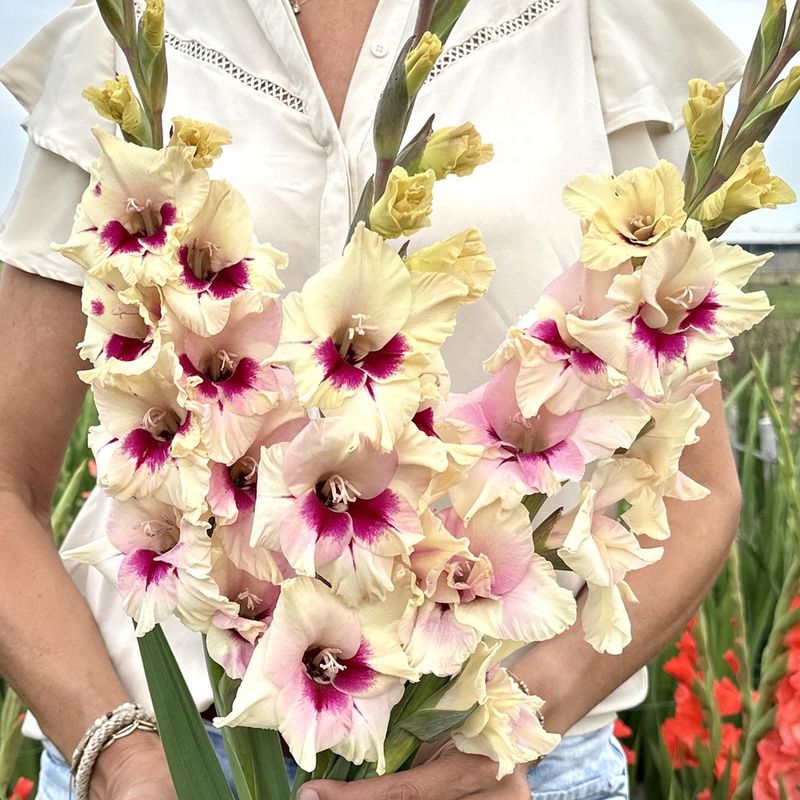 Gladiol 'Amber Mistique' - Gladiolus, 10 stk.