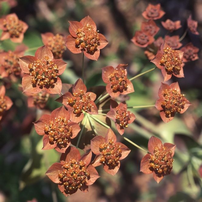 Hovedbilde Hareøre 'Bronze Beauty' - Bupleurum longifolium