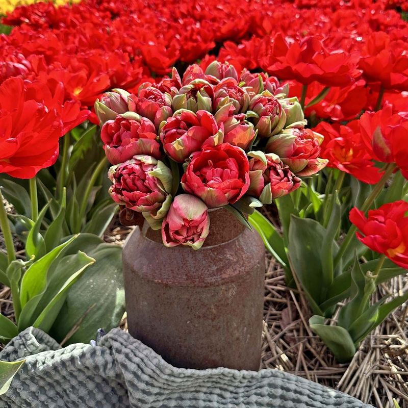 Tulipan 'Asian Beauty', tidlig dobbel - 10 stk