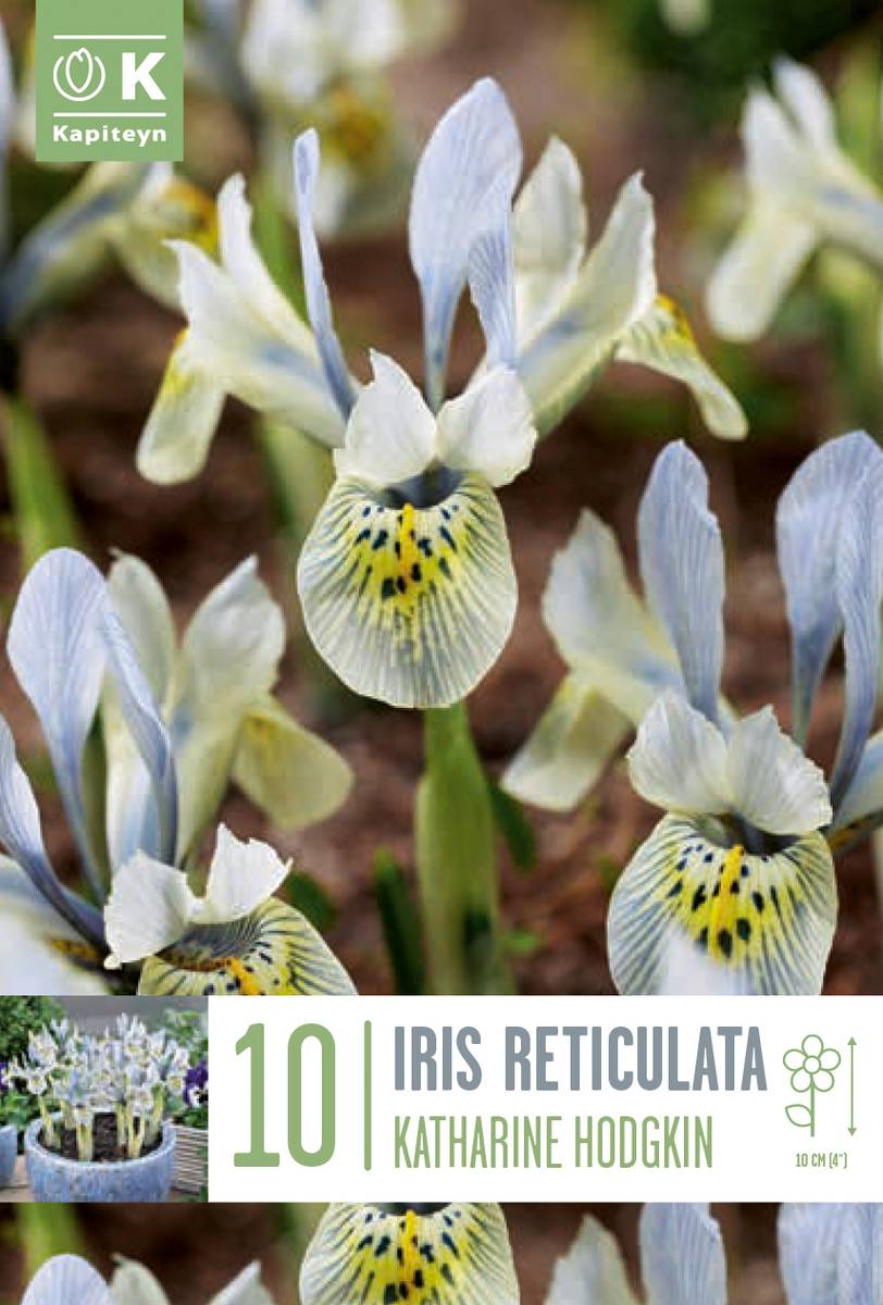 Våriris 'Katharine Hodgkin’ - Iris - 10 stk