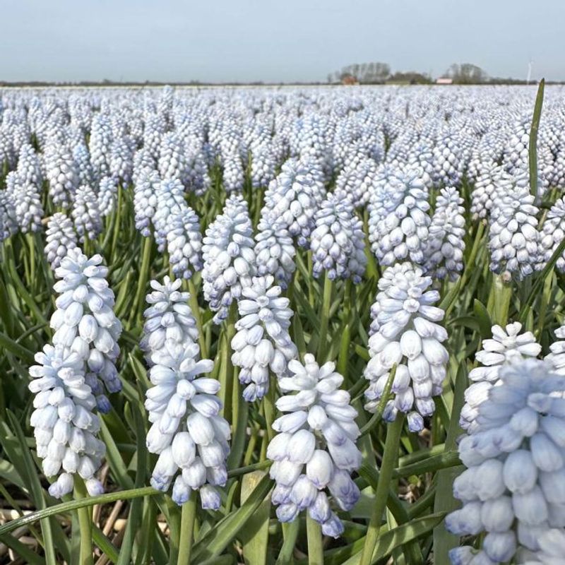 Perleblomst 'Baby's Breath' - 10 stk