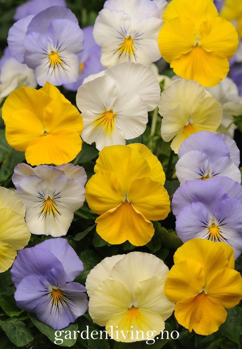 Stemorsblomst 'Cool Wave Pastel Mix' - Viola wittrockiana 