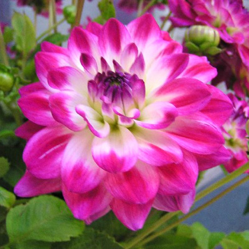 Georgine 'Uncle Hankey' - Dahlia x cultorum, 1 stk.