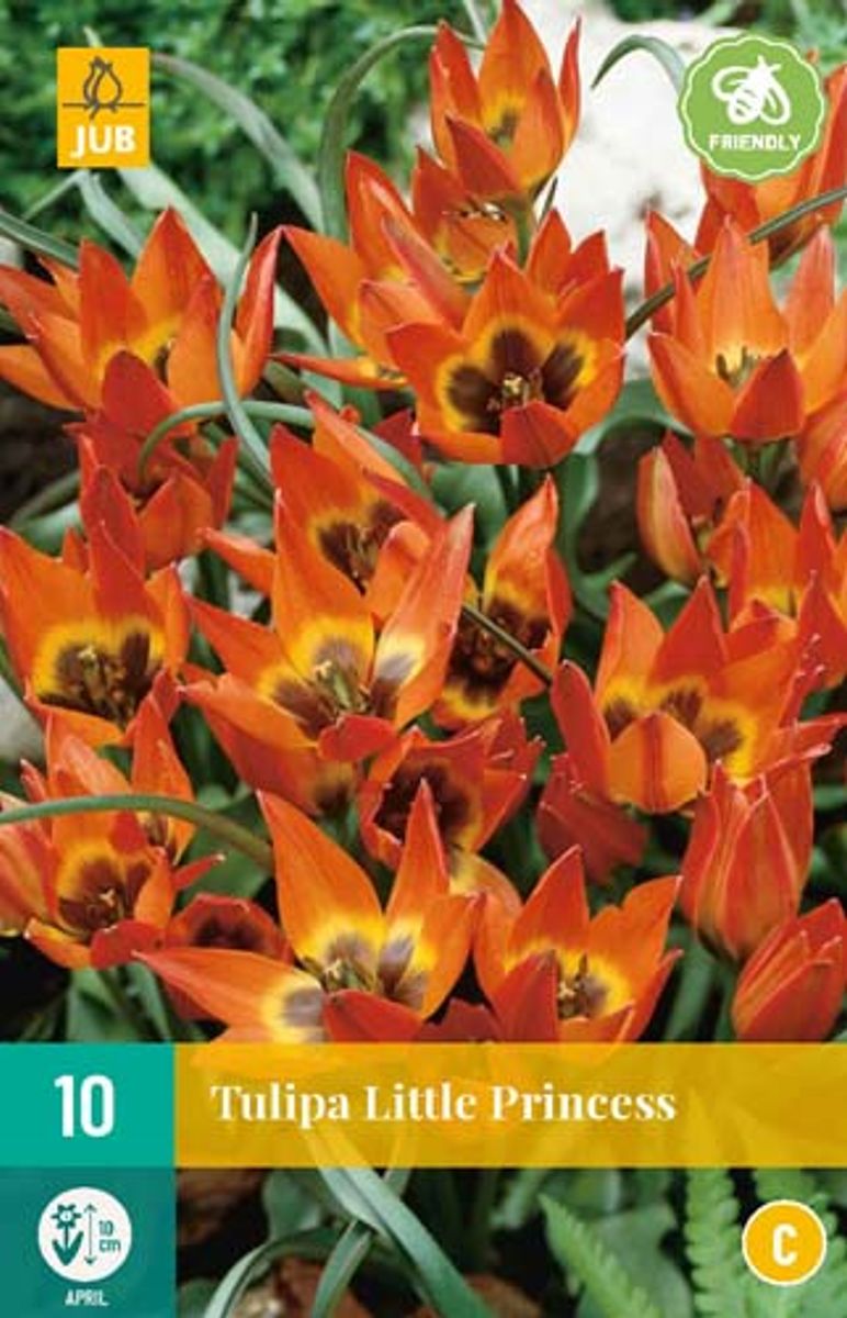 Villtulipan 'Little Princess' - 10 stk