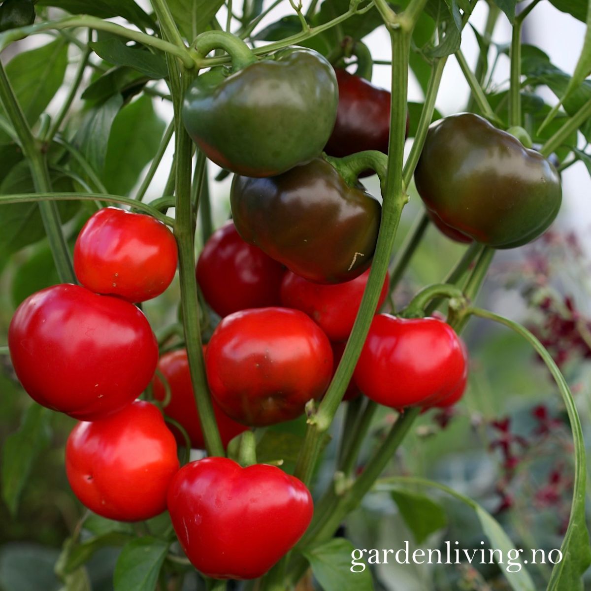 Paprika 'Topepo Rosso' - Capsicum annuum