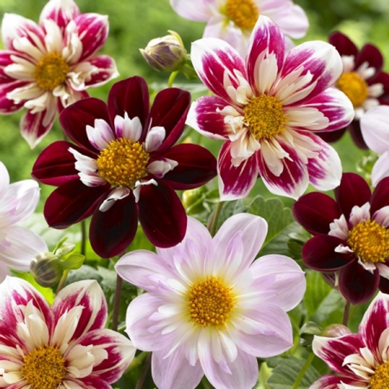 Georgine 'Collarette Dandy' - Dahlia