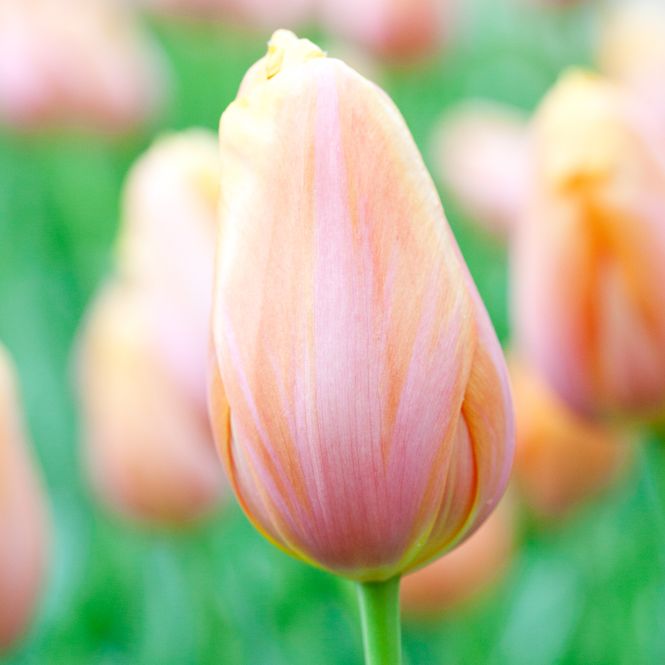 Hovedbilde Tulipan 'Dordogne', sen enkel - 6 stk
