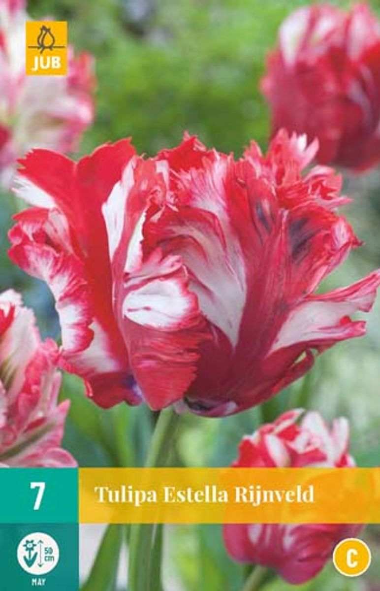 Tulipan 'Estella Rijnveld', papegøyeblomstrende - 7 stk