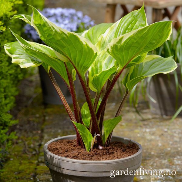 Hovedbilde Bladlilje 'Sorbet' ® - Hosta
