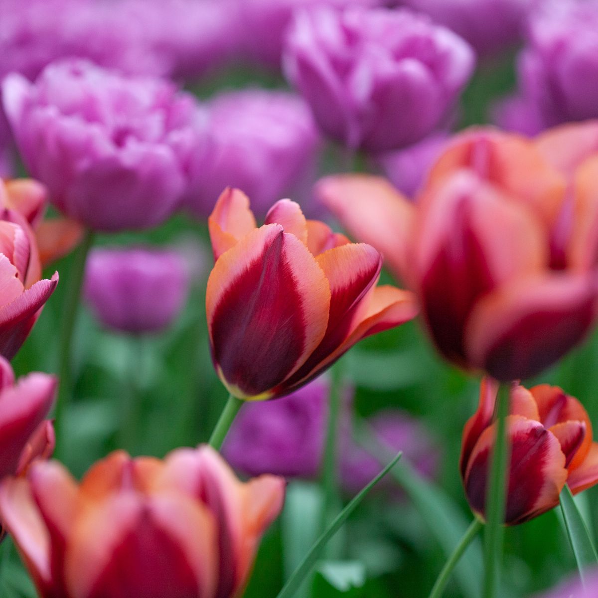 Tulipan 'Slawa' - 10 stk