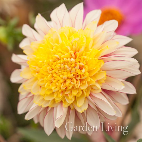 Hovedbilde Georgine 'Polka' - Dahlia x cultorum, 1 stk