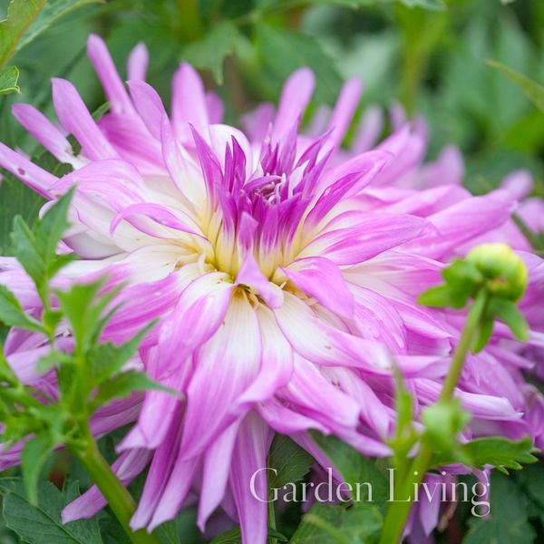 Hovedbilde Georgine 'Mingus Randy' - Dahlia x cultorum, 2 stk.