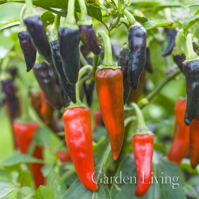 Hovedbilde Chilipepper 'Gusto Purple' F1 - Capsicum annuum 