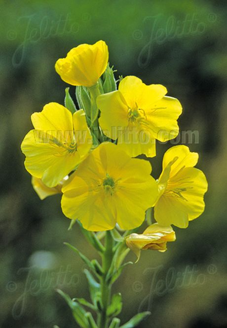 Hovedbilde Kjempenattlys - Oenothera biennis