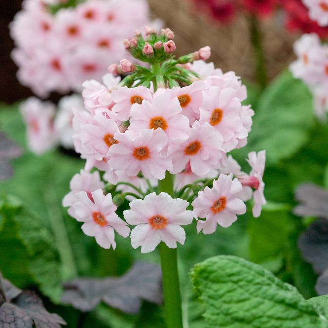 Hovedbilde Japanprimula 'Appleblossom' - Primula japonica