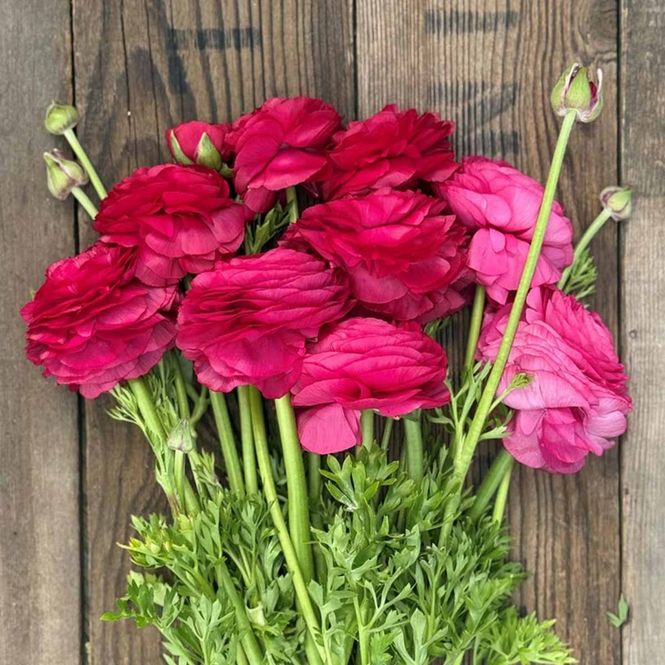 Hovedbilde Ranunkel 'Elegance®  Ciclamino' - Ranunculus, 7 stk.